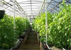 اجرای طرح ایجاد گلخانه‌های خانگی در استان اردبیل