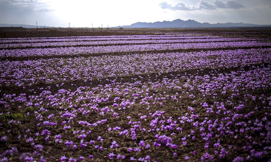 ۱۰ سوغات خوشمزه و صنایع دستی خراسان/از طلای سرخ تا فیروزه تراشی و ادویه هفت قلم