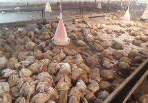 خسارت ۵ میلیاردی سیل به بخش طیور جویبار
