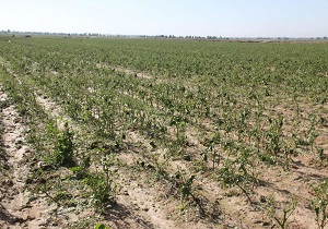 خطر سیلاب در کمین اراضی کشاورزی حوضه رودخانه‌های دز، کرخه و کارون