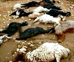 تلف شدن ۱۴۲ رأس گوسفند در سیل عشین انارک