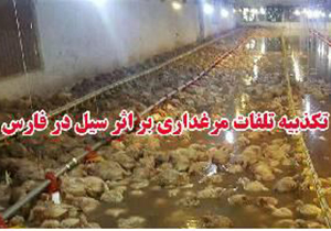 تلفات یک واحد مرغداری بر اثر سیل صحت ندارد