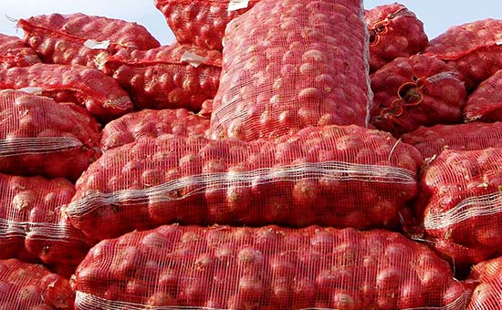 صادرات بی رویه علت اصلی گرانی پیاز است