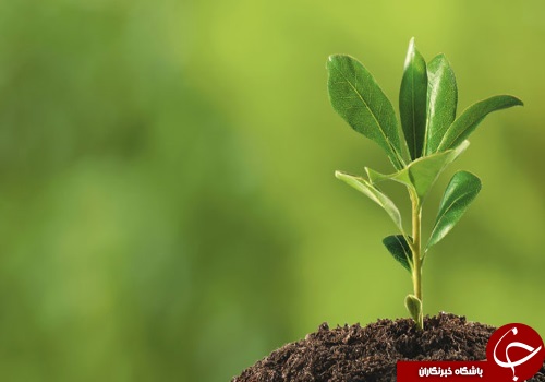 معرفی و بررسی رشته گیاه پزشکی +توانایی&zwnj;های لازم و بازار کار