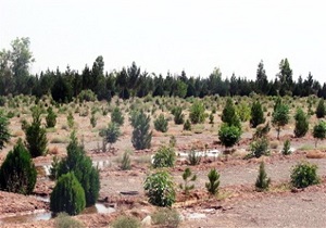 جنگل کاری در ۳۰ هکتار از اراضی شهرستان زیرکوه