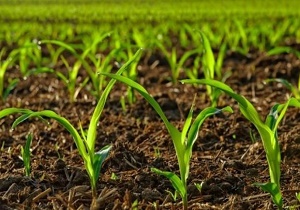 ضرورت مشارکت کشاورزان سیستانی برای اجرای سیستم‌های نوین آبیاری