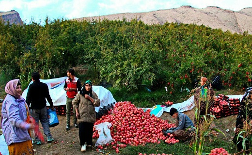 سبد انار در دل کویر ایران/ یاقوت&zwnj;های سرخ در دل کویر خودنمایی می&zwnj;کند