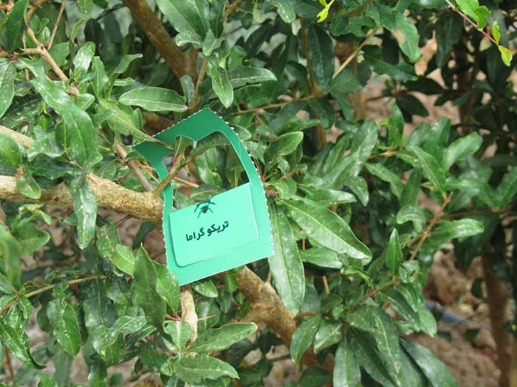 زنبورهایی که آفات را کنترل می‌کنند