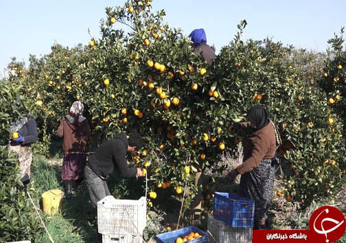 حال خوب باغ&zwnj;های پرتقال در مازندران