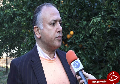 حال خوب باغ&zwnj;های پرتقال در مازندران