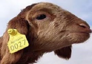 صدور گواهی حمل بهداشتی فقط برای دام‌های دارای پلاک در قزوین