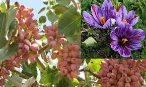 کشت  نزدیک به ۴۱۰ هکتار محصولات کم آب بر در استان همدان