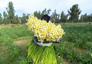 بیمه نرگس کاران خراسان جنوبی