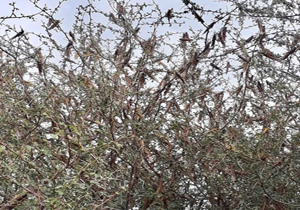موج سوم ملخ صحرایی