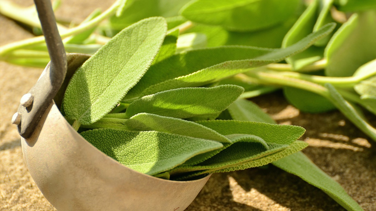 خاصیت خاصیت مریم گلی