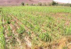 طرح «حکم سبز» در مهدی‌شهر اجرا می‌شود