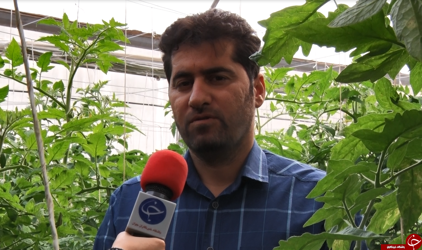 از سیر تا پیاز کشت گلخانه ای/با این کشت نگران منابع آبی نباشید+فیلم/کامل