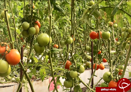 از سیر تا پیاز کشت گلخانه ای/با این کشت نگران منابع آبی نباشید+فیلم/کامل