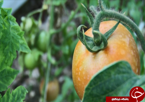 از سیر تا پیاز کشت گلخانه ای/با این کشت نگران منابع آبی نباشید+فیلم/کامل