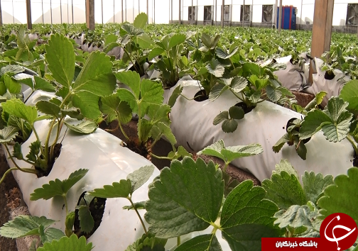 از سیر تا پیاز کشت گلخانه ای/با این کشت نگران منابع آبی نباشید+فیلم/کامل