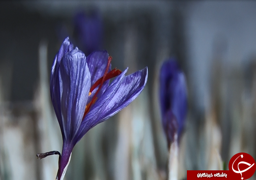 دستان زوج خوزستانی به تولید نگین سرخ رنگین شد+فیلم/کامل