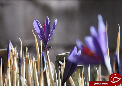 دستان زوج خوزستانی به تولید نگین سرخ رنگین شد+فیلم/کامل