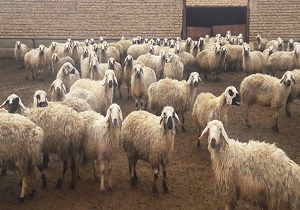 پرورش ۱۵۷ هزار و ۳۹ رأس دام سبک در شهرکرد