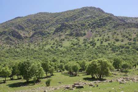 همدان برترین استان کشور در اجرای تعهدات طرح&zwnj;های مراتع منابع طبیعی کشور
