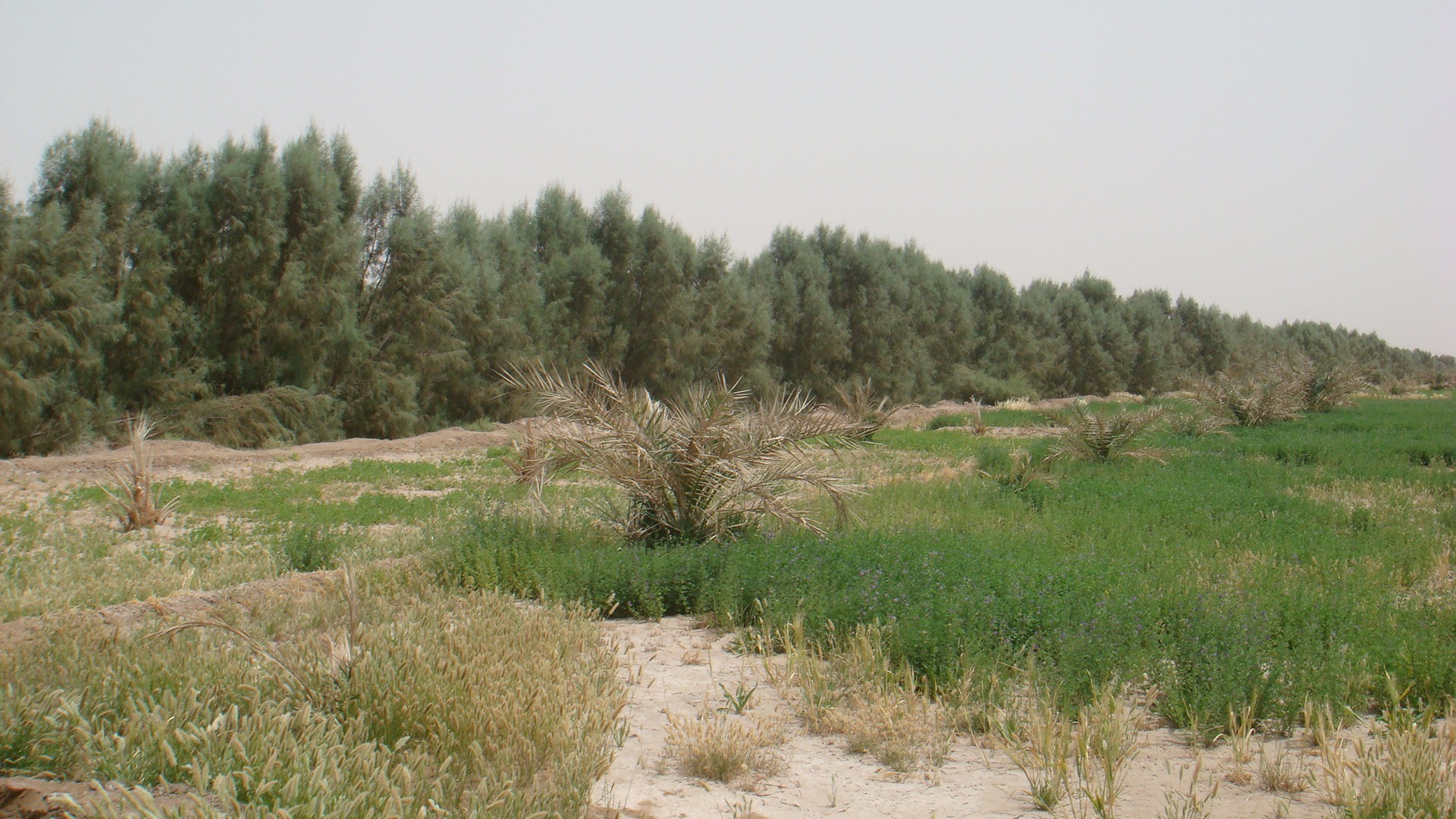 احداث ۲۵۰ کیلومتر بادشکن زنده و غیر زنده در کرمان