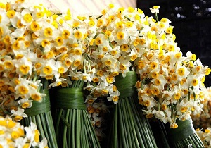 گل نرگس نماد بهبهان/قدمت گل نرگس به ۴ هزار سال می‌رسد