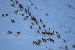 آغاز سرشماری کل و بز در خرمنه سر طارم