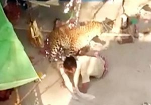 حمله پلنگ به روستاییان هفت زخمی در پی داشت + فیلم