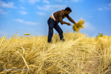 آمار دقیقی از سطح زیر کشت گندم در دسترس نیست