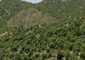نقش جنگل‌ها در کنترل فرسایش خاک و مدیریت منابع آب
