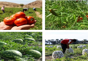 افزایش ۱۰ درصدی برداشت محصولات سبزی و صیفی