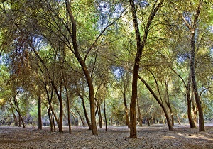 جنگل‌های خوزستان سرچشمه ناحیه رویشی زاگرس