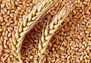 توزیع بذر گندم و جو در سمنان