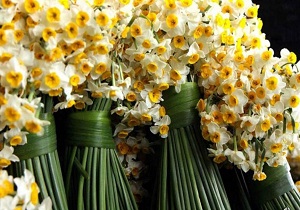 اهداء گل نرگس به مراسم تشییع سردار دل‌ها