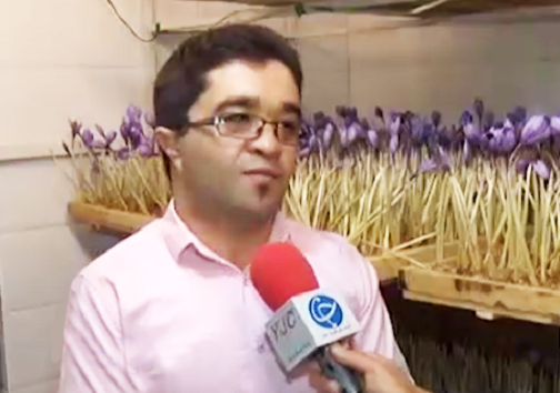 کشت طلای سرخ، مرهمی بر روزگار کمآبی سمنان کشت طلای سرخ، مرهمی بر روزگار کمآبی سمنان