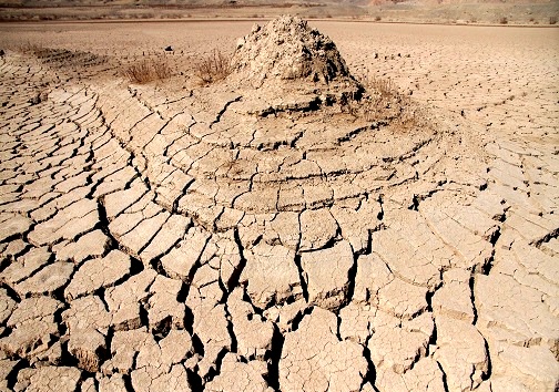 کشت طلای سرخ، مرهمی بر روزگار کمآبی سمنان کشت طلای سرخ، مرهمی بر روزگار کمآبی سمنان