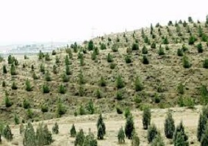 جنگل کاری ۲۱۰ هکتار از اراضی در استان اردبیل