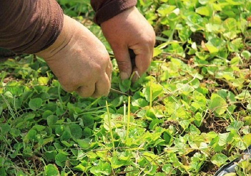 حدود ۱۹ تن شیرابه گیاه دارویی آنغوزه در کهگیلویه و بویراحمد برداشت شد