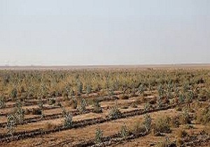طرح‌های مقابله با ریزگرد‌ها در خوزستان زیر ذره بین مشاور وزیر جهاد کشاورزی