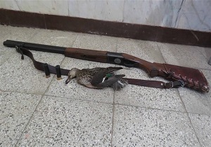 شکارچی پرنده وحشی خوتکا در بیله سوار دستگیر شد