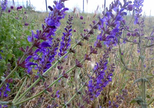 کارآفرینی از جنس درمان سنتی با گیاهان دارویی /اشتغال زایی بانوی جوان کار آفرین قیروکارزینی با تولید گیاهان دارویی