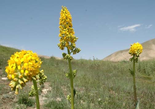 کارآفرینی از جنس درمان سنتی با گیاهان دارویی /اشتغال زایی بانوی جوان کار آفرین قیروکارزینی با تولید گیاهان دارویی