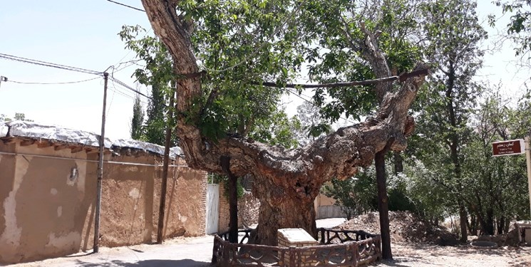 کهنسال&zwnj;ترین درختان ایران کجا نفس می&zwnj;کشند + عکس