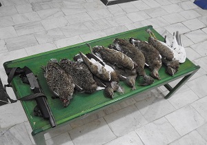 دستگیری شش شکارچی گونه حمایت شده زنگوله بال در شهرستان پارس آباد