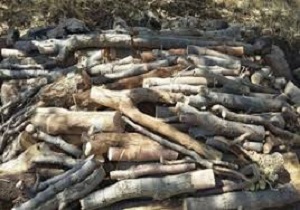 متخلف زیست محیطی در منطقه هلن دستگیر شد