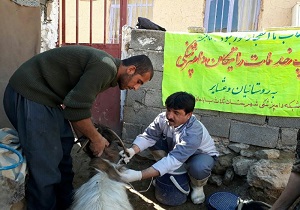 ارائه خدمات رایگان دامپزشکی در ۲۱ روستای اردبیل